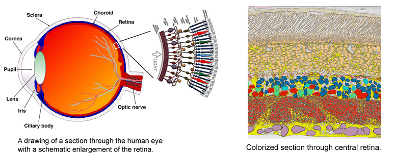 retina anatomy